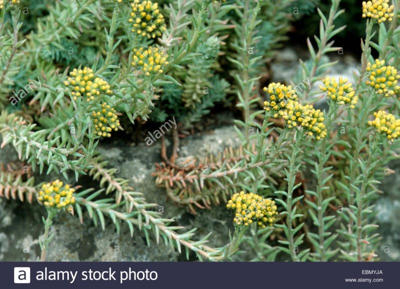 reflexed-stonecrop-stone-orpine-crooked-yellow-stonecrop-jennys-stonecrop-EBMYJA.jpg