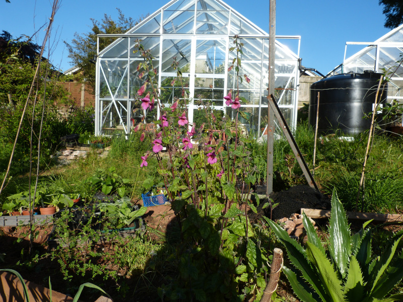 Rehmania piasezkii.JPG