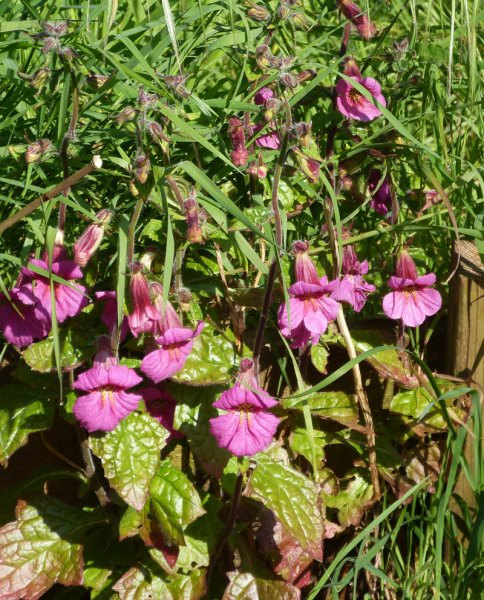 Rehmannia elata.JPG