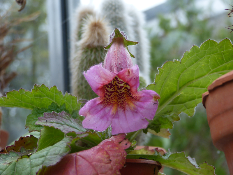 Rehmannia piasezki.JPG