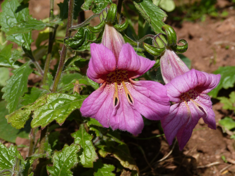 Rehmanniia elata .JPG