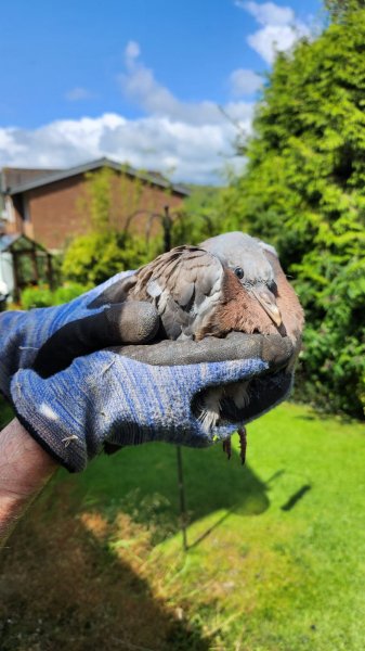 Rescued Woodpigeon.jpg