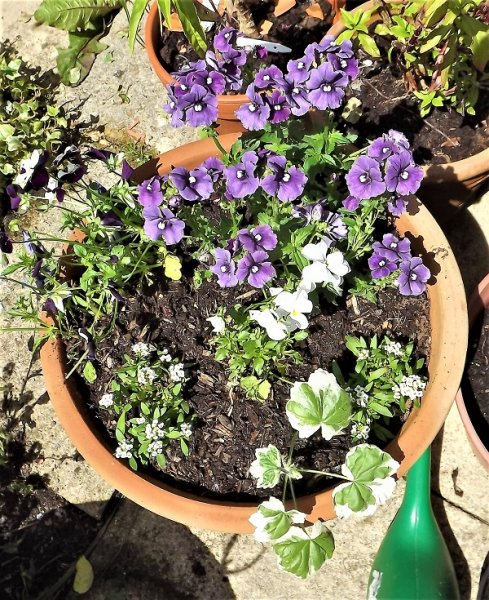 resized DSCF4696.jpg