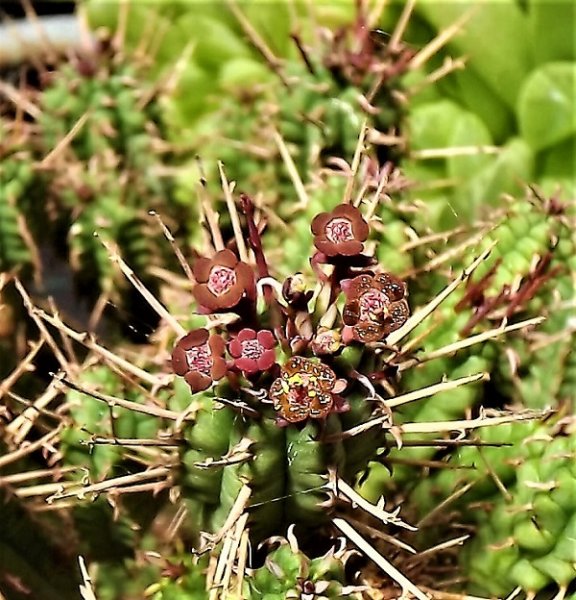 Resized Euphorbia enopla.jpg