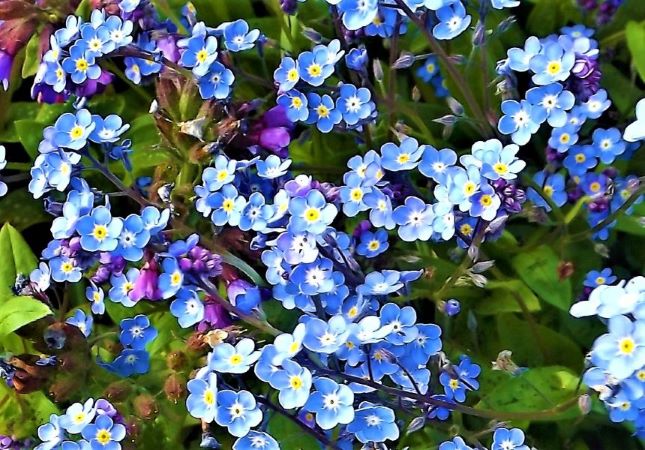 Resized forgetmenots.JPG