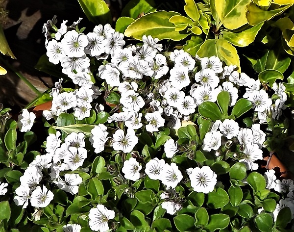 Resized Gypsophila cerastioides.jpg