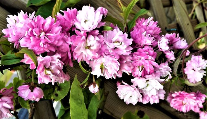 Resized Prunus triloba.JPG