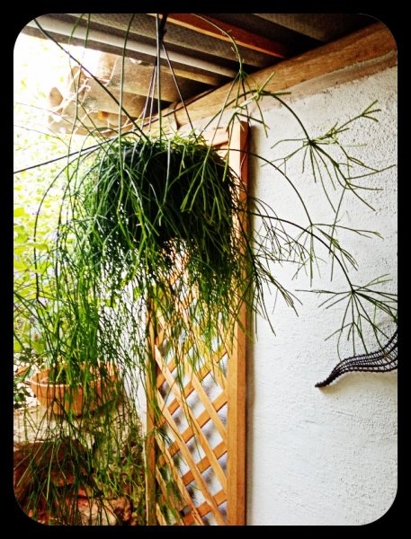 Rhipalis Baccafera 12 Jul.jpg