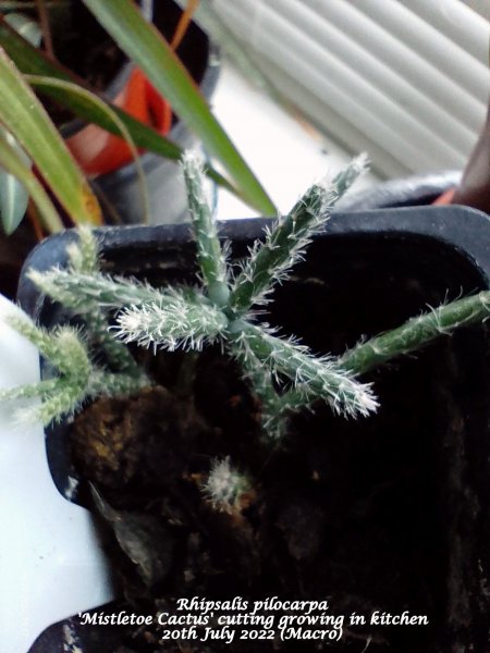 Rhipsalis pilocarpa 'Mistletoe Cactus' cutting growing in kitchen 20th July 2022 (Macro).jpg