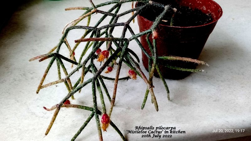 Rhipsalis pilocarpa 'Mistletoe Cactus' in kitchen 20th July 2022.jpg
