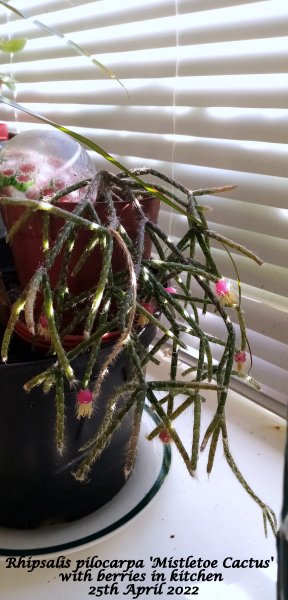 Rhipsalis pilocarpa 'Mistletoe Cactus' with berries in kitchen 25th April 2022.jpg