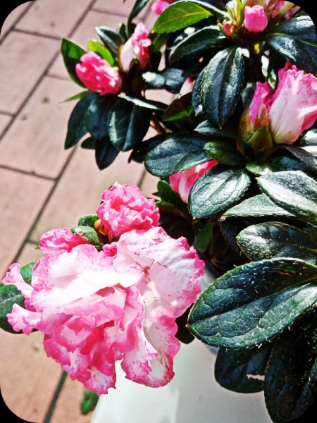 Rhodo Close  29 Jan 24.jpg