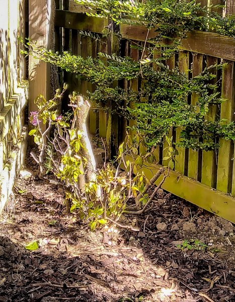 Rhododendron coming into bloom 11-5-22.jpg
