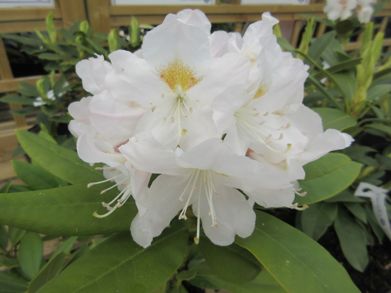 RHODODENDRON  CUNNINGHAMS  WHITE 12-05-2019 13-04-01.JPG