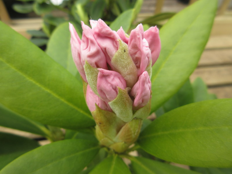 RHODODENDRON  CUNNINGHAMS  WHITE 12-05-2019 13-04-08.JPG