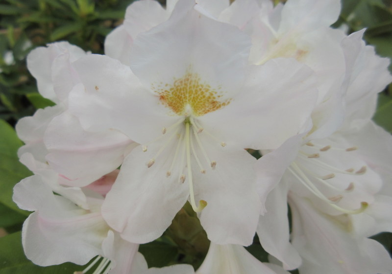 RHODODENDRON  CUNNINGHAMS  WHITE 12-05-2019 13-04-22.JPG