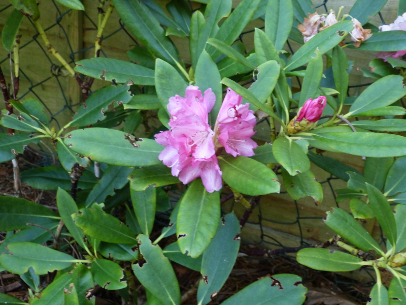Rhododendron.JPG
