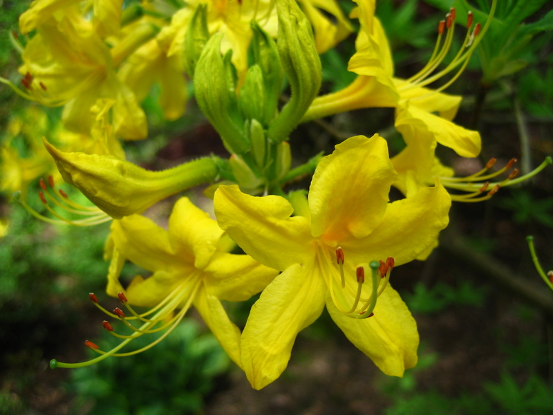RHODODENDRON  KATHLEEN 10-05-2008 13-08-38.JPG