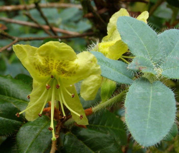 RHODODENDRON  LEPIDOSTYLUM 30-06-2008 16-31-37.jpg