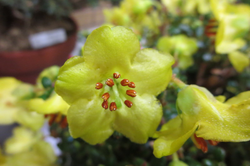 RHODODENDRON  MEGERATUM  BODNANT 19-04-2014 13-21-15.JPG