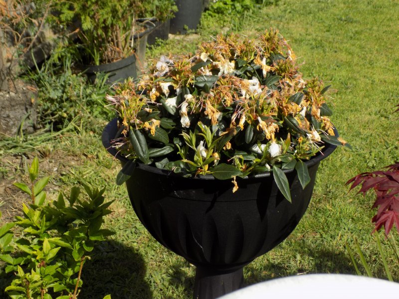 Rhododendron Repens and Azalea Japonica,  (1).JPG