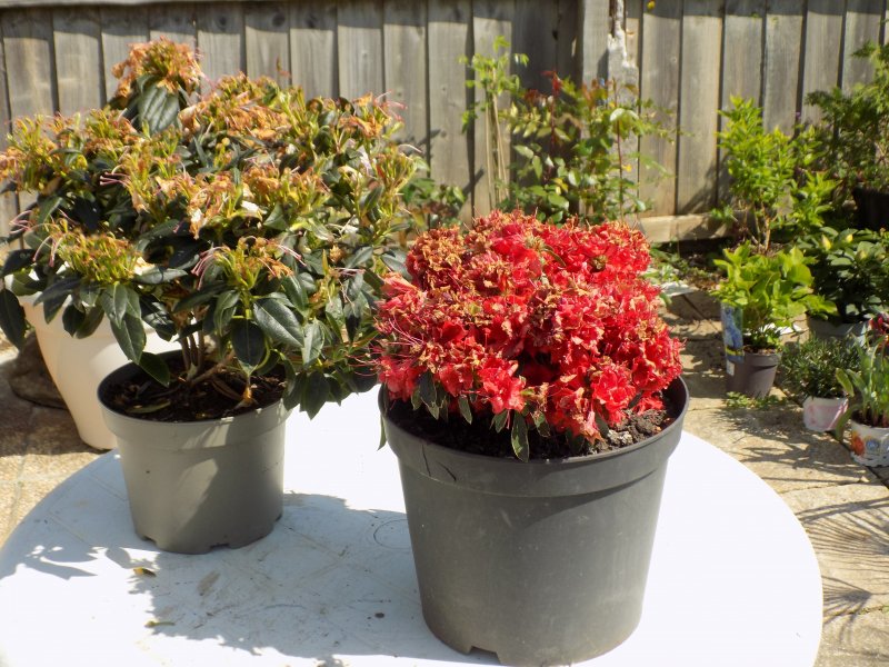 Rhododendron Repens and Azalea Japonica.JPG