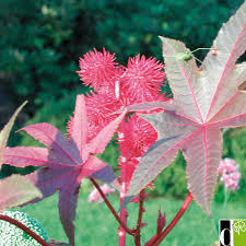ricinus.jpg