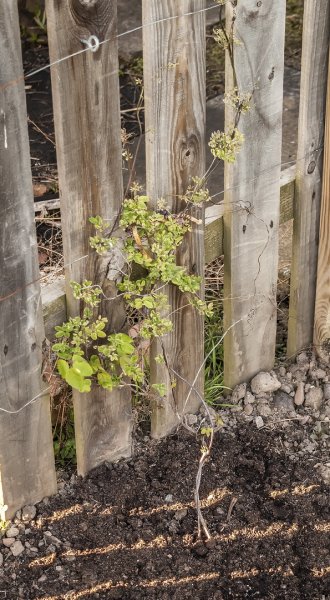 Right hand Chocolate Vine 4-5-22.jpg