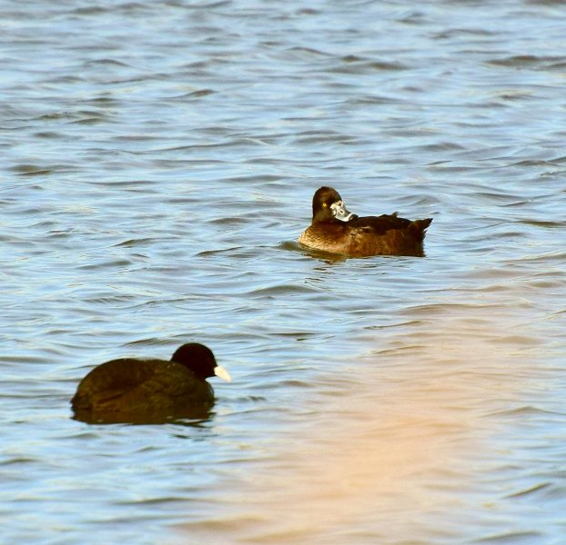 Ring Necked Duck 2 (2).jpg