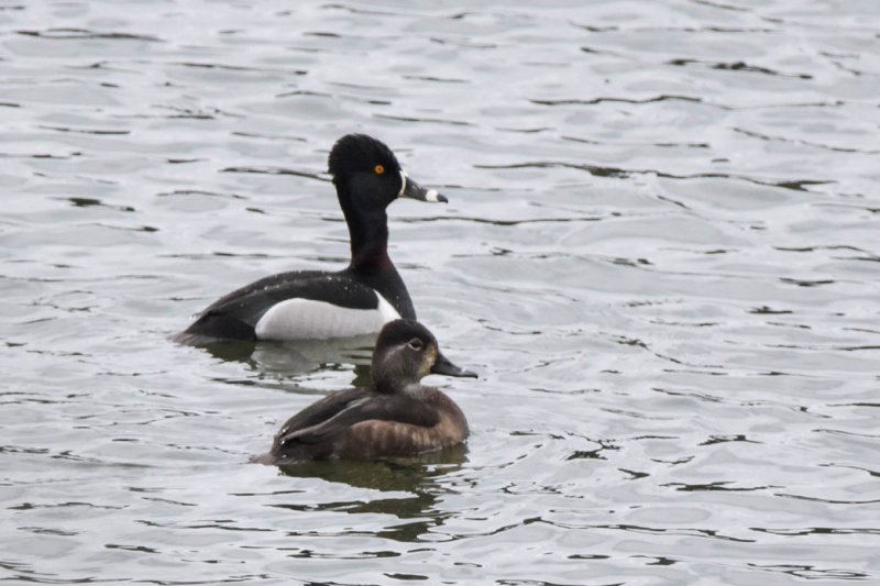 Ring-Necked Duck GC.jpg