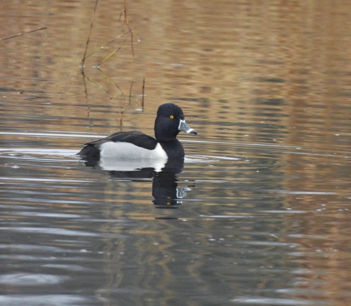 Ring Necked Duck - Ham Wall (2).JPG