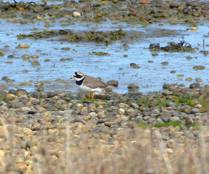 ringed plover.JPG