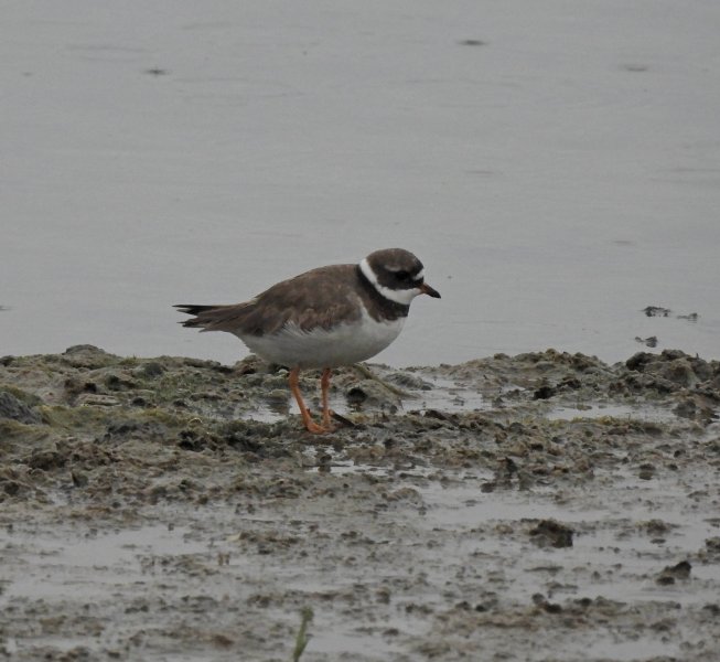 Ringed Plover.JPG