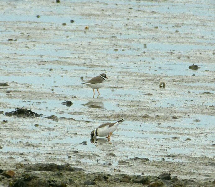 ringed Plovers.JPG