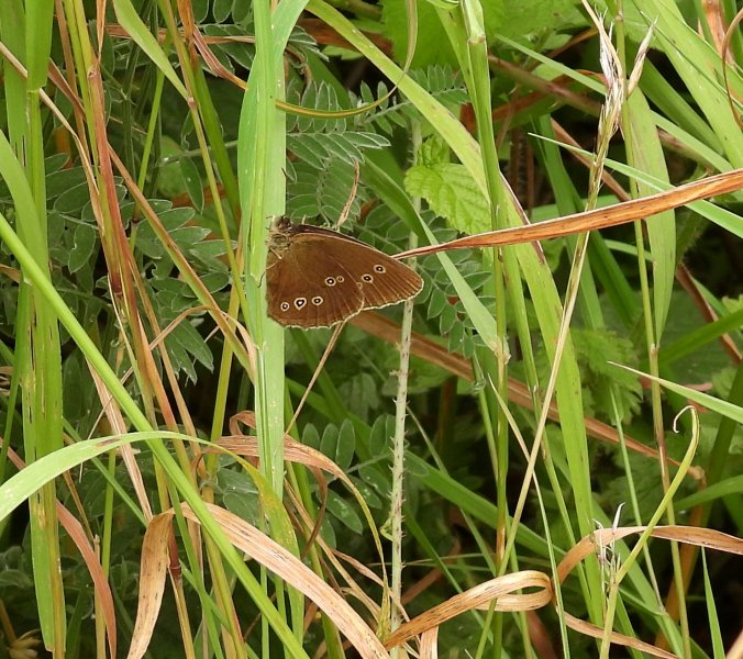 Ringlet 1.JPG