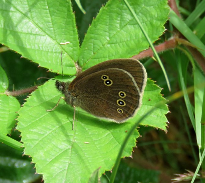 Ringlet (3).JPG