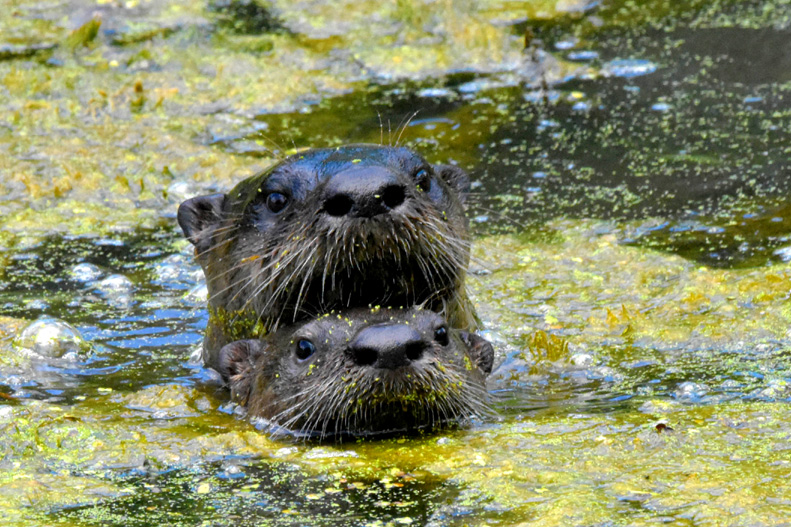 River Otters.jpg