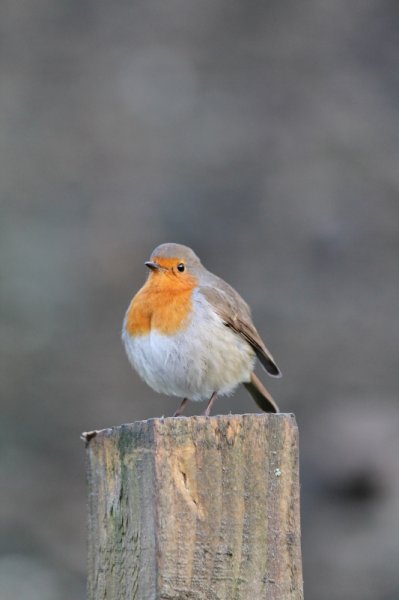 robin (533x800).jpg