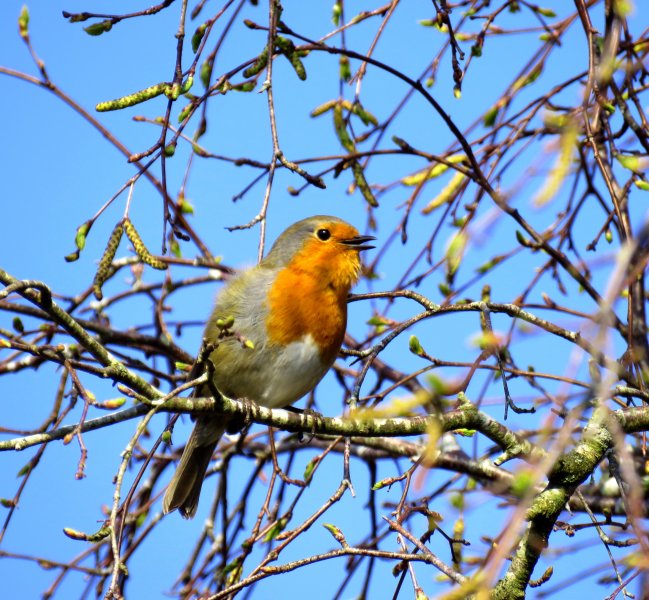 robin.JPG