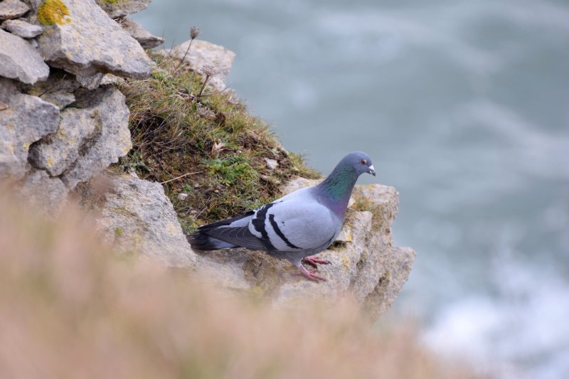 Rock Dove.jpg