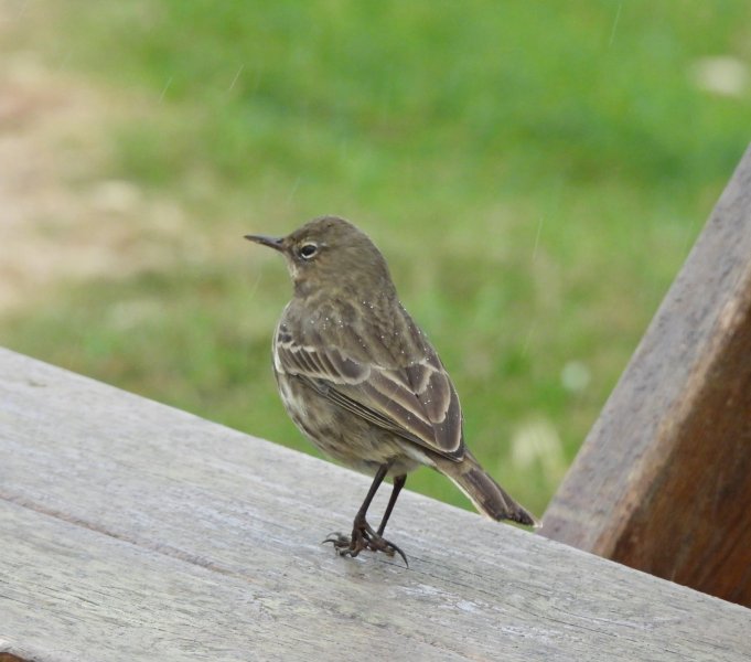 rock pipit.jpg