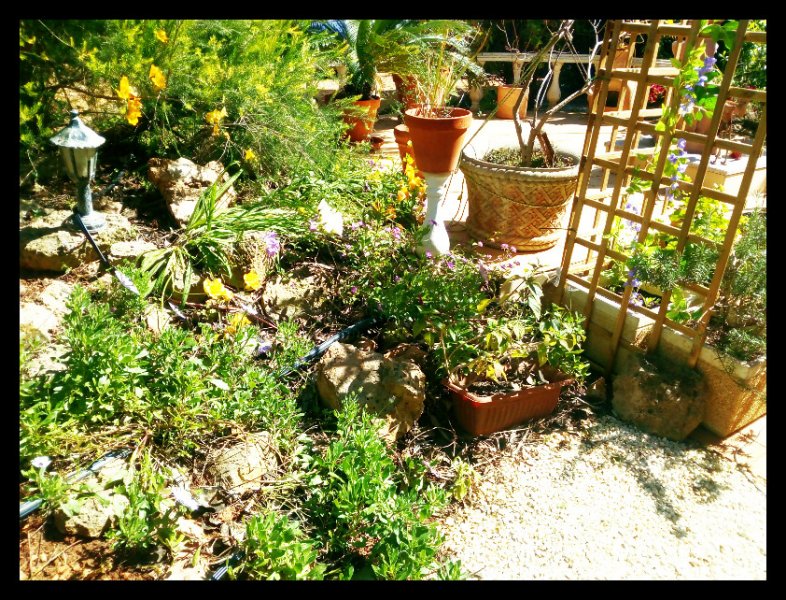 Rockery 14 Mar 21(2).jpg