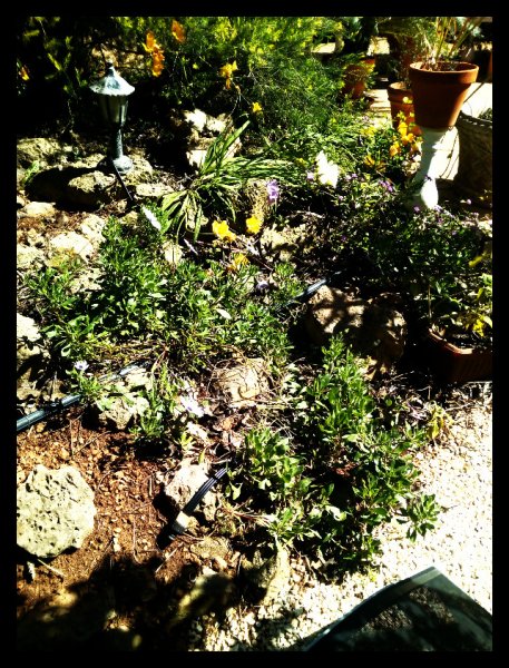 Rockery1 14 ar 20.jpg