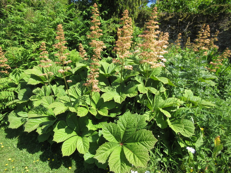 RODGERSIA  PODOPHYLLA 14-06-2023 15-57-18.JPG