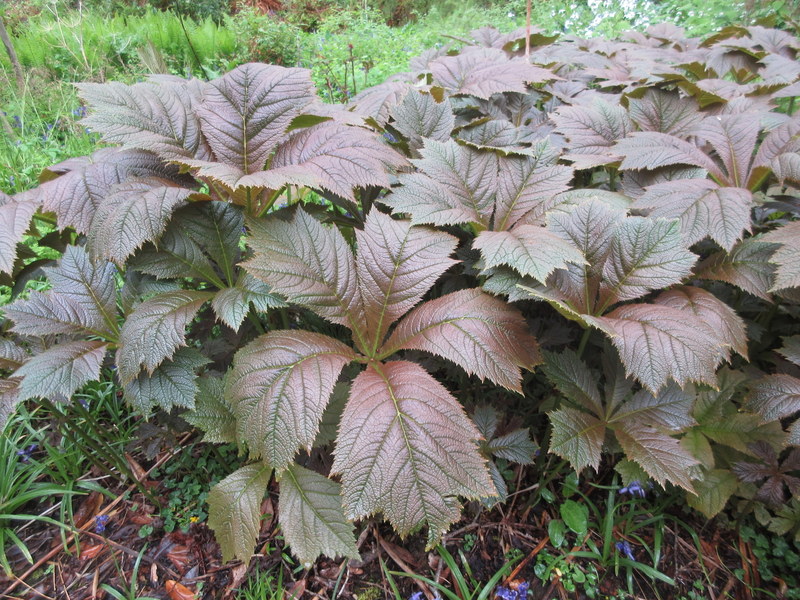 RODGERSIA PODOPHYLLA BRAUNLAUB 10-05-2023 11-32-59.JPG