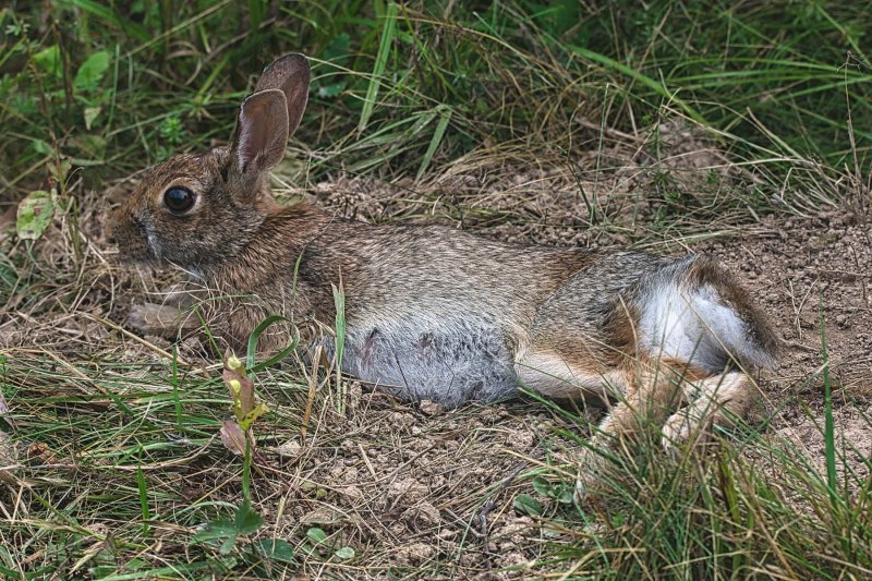 Rolling Rabbit GC.jpg