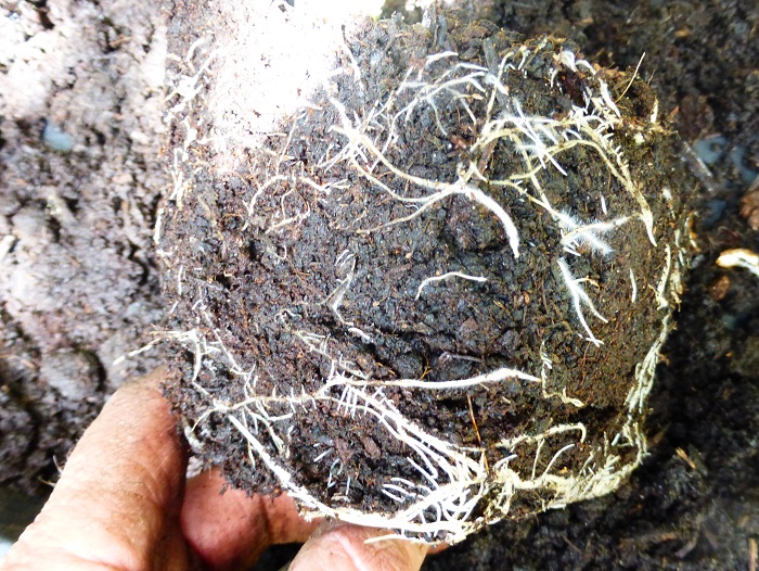 root ball.jpg