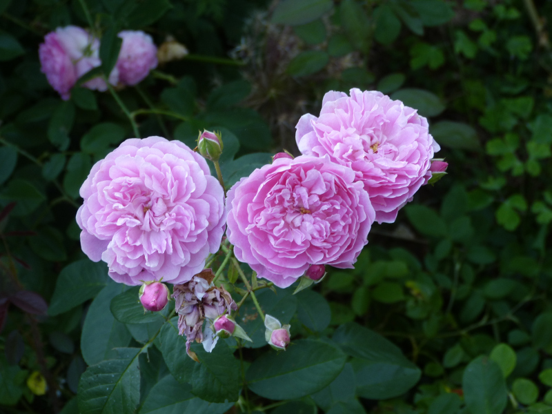 Rosa Harlow Carr.JPG