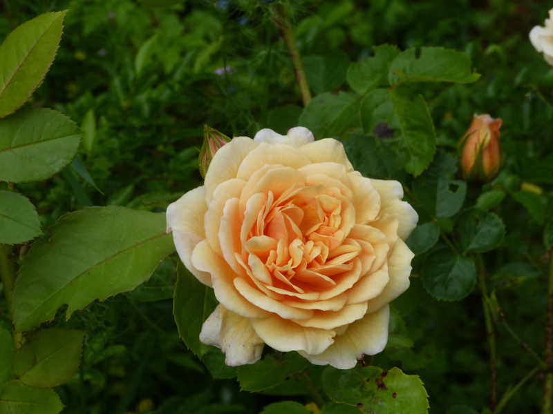 Rosa hybrid Lolabelle.JPG