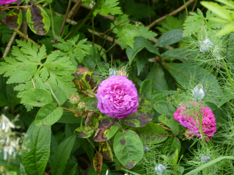 Rosa hybrid Zigeunerknabe.JPG